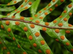 Lecanopteris pustulata. Abaxial surface of fertile frond showing round to ovate, exinsudiate sori, medial or closer to margin than costa.
 Image: L.R. Perrie © Leon Perrie CC BY-NC 3.0 NZ